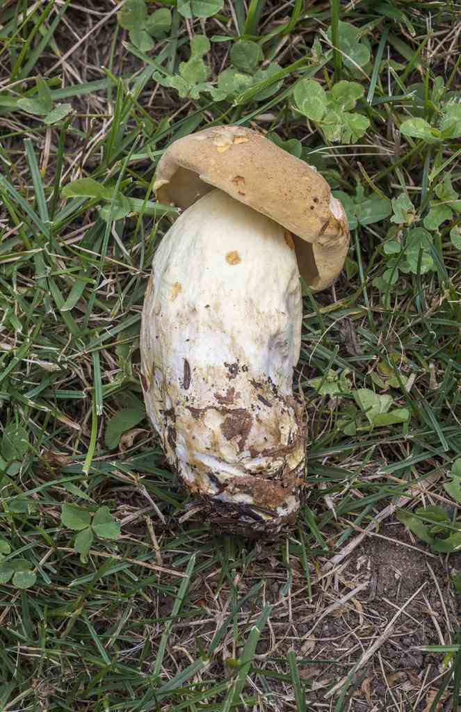 Boletus huronensis (Boletus huronensis) thumbnail 3