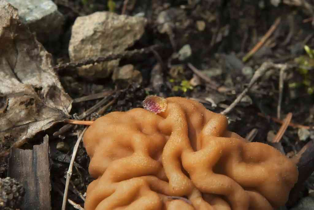 Pig's ears (Discina ancilis) thumbnail 2