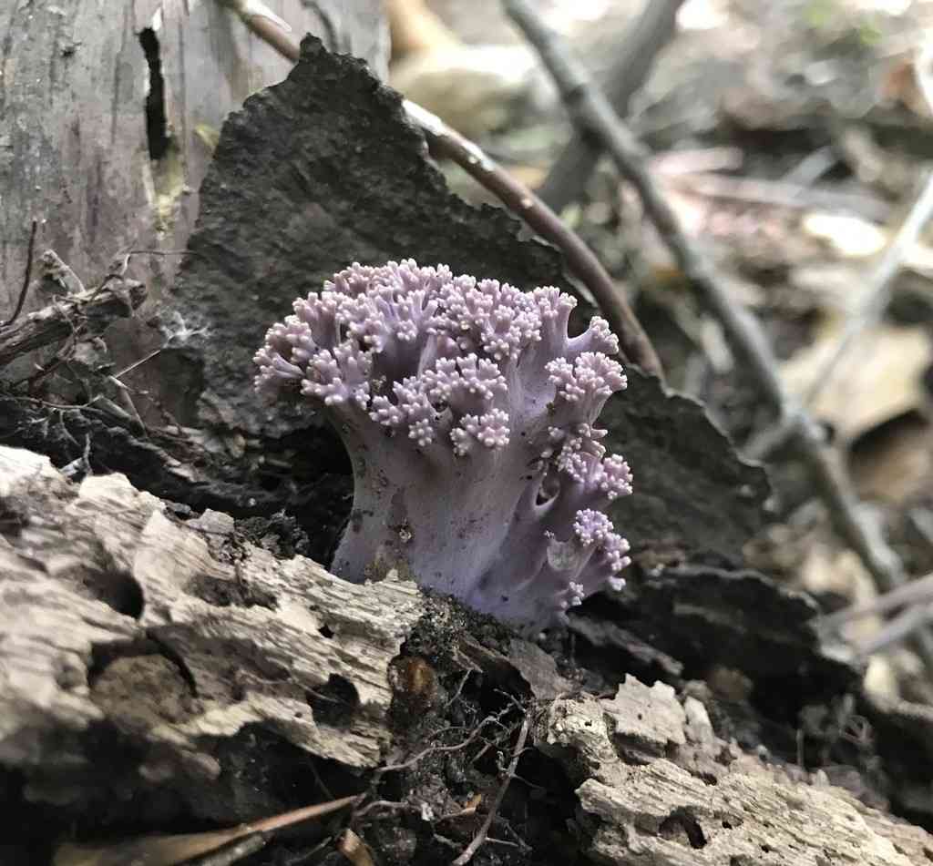 Ramaria fumigata (Ramaria fumigata) thumbnail 2