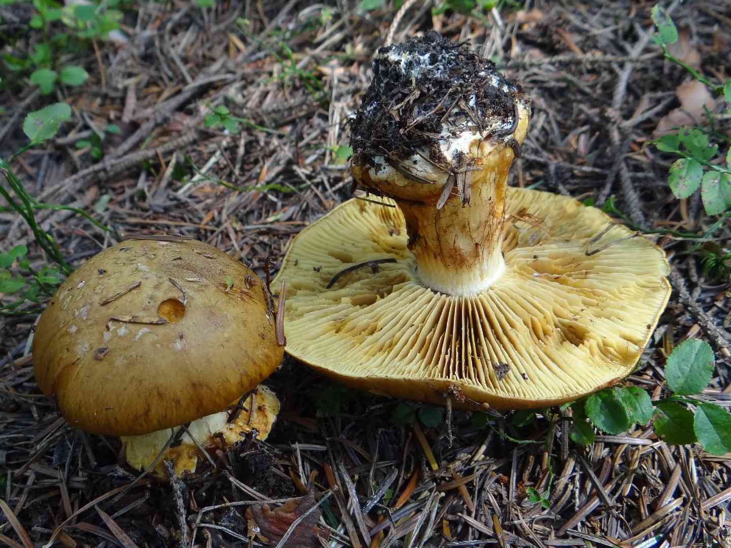 Cortinarius elegantior (Cortinarius elegantior) thumbnail 3