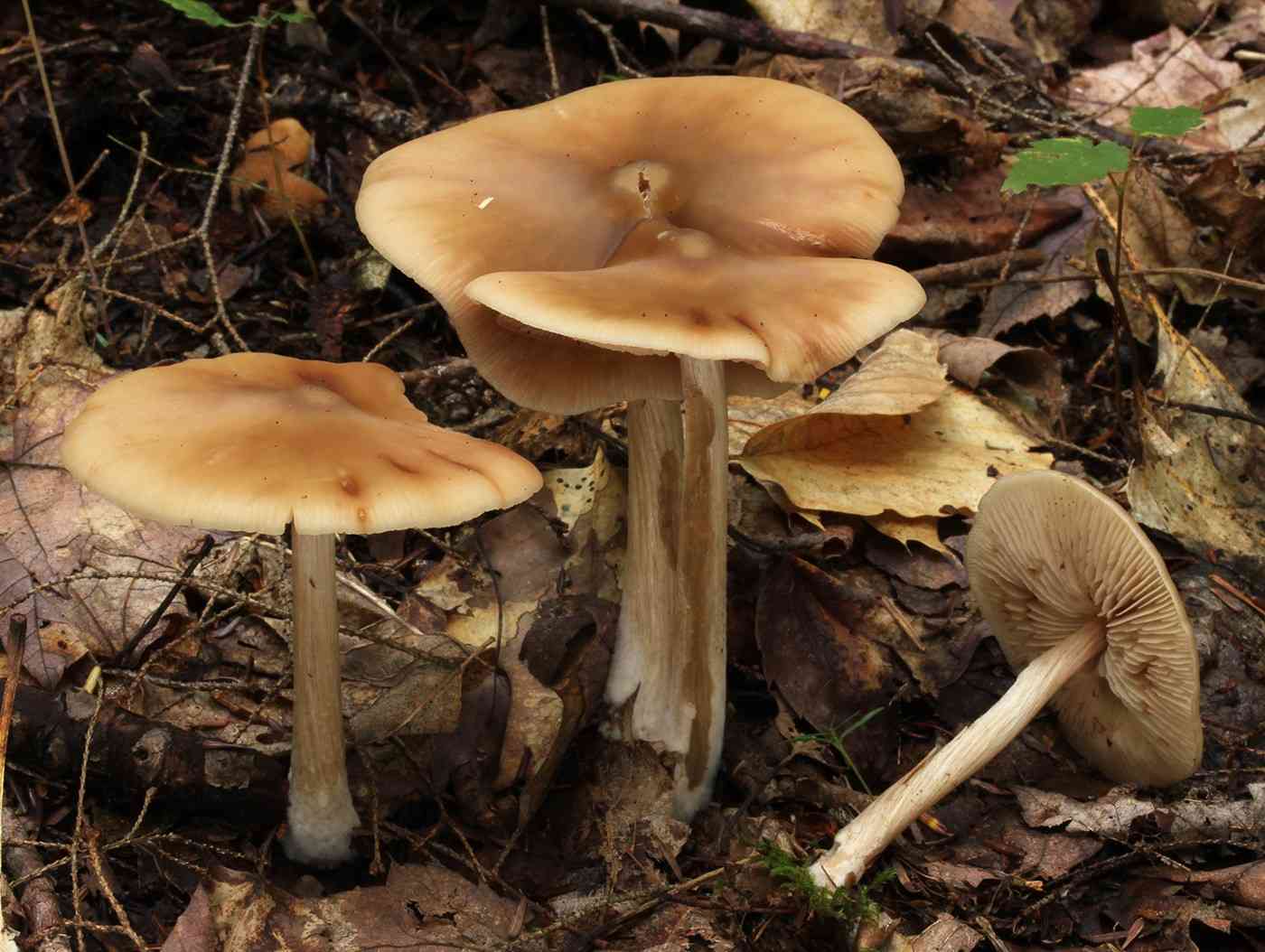 Straight-stalked Entoloma (Entoloma strictius) thumbnail 2