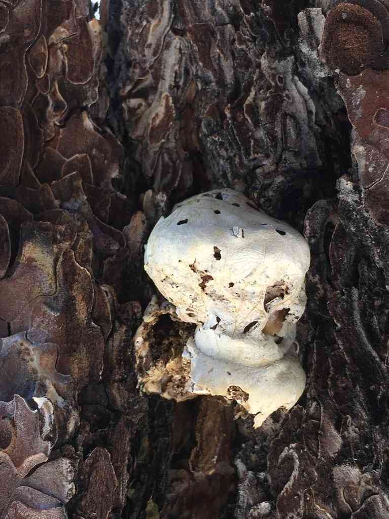 Veiled polypore (Cryptoporus volvatus) thumbnail 3