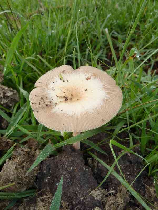 Bolbitius coprophilus (Bolbitius coprophilus) thumbnail 3