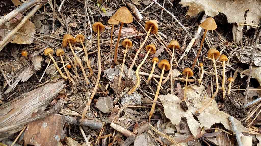 Conocybe semiglobata (Conocybe semiglobata) thumbnail 2