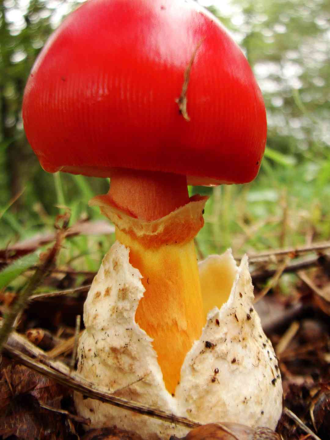 Amanita caesareoides (Amanita caesareoides) thumbnail 2