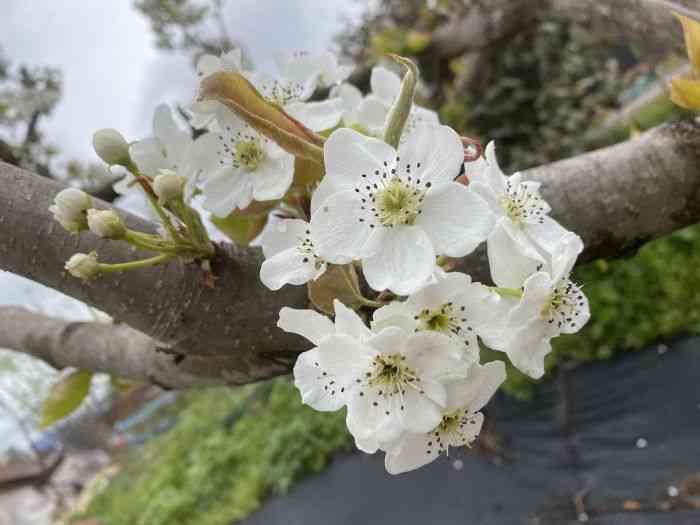 Asian pear