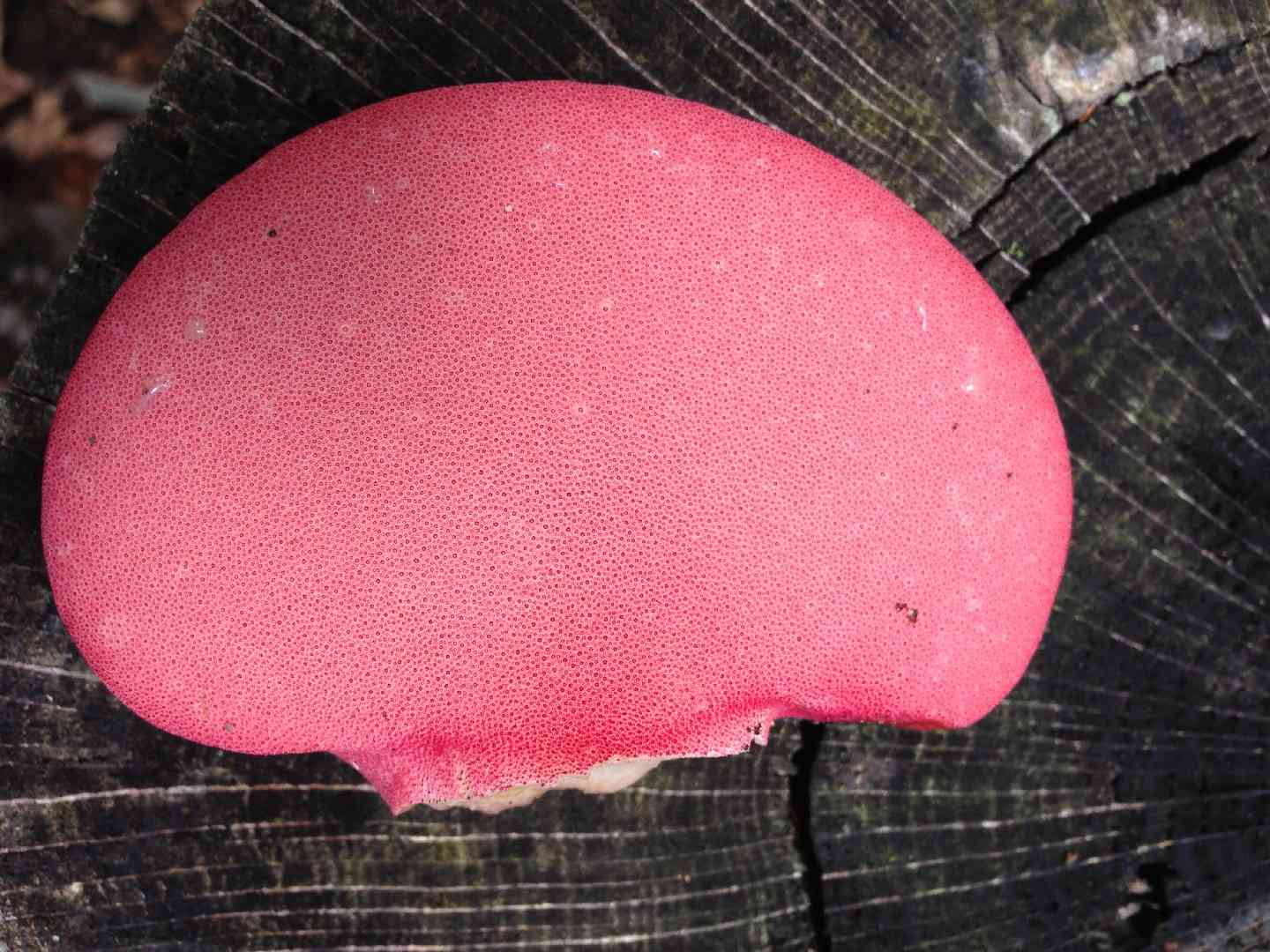 Beefsteak fungus (Fistulina hepatica) thumbnail 2