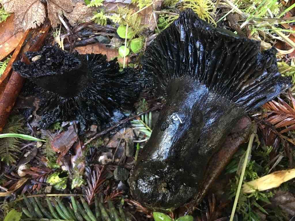 Blackening russula (Russula nigricans) thumbnail 2