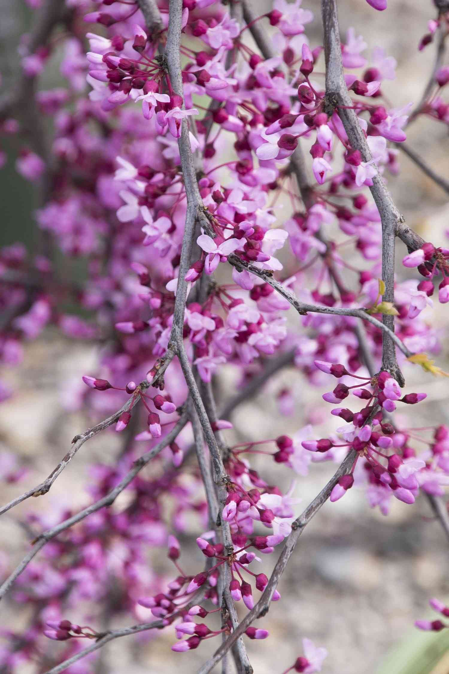 Eastern redbud