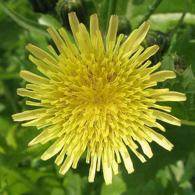 Spiny sowthistle