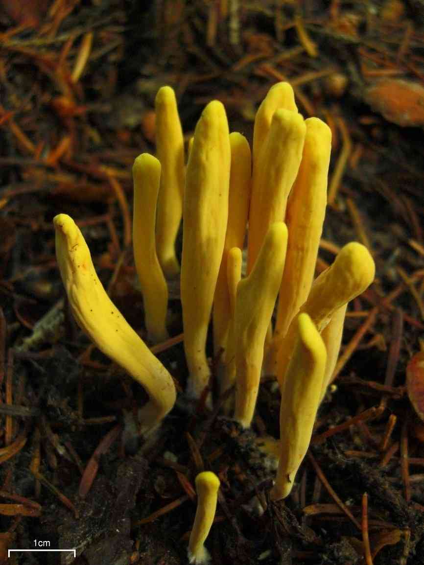 Strap coral fungus (Clavariadelphus ligula) thumbnail 2