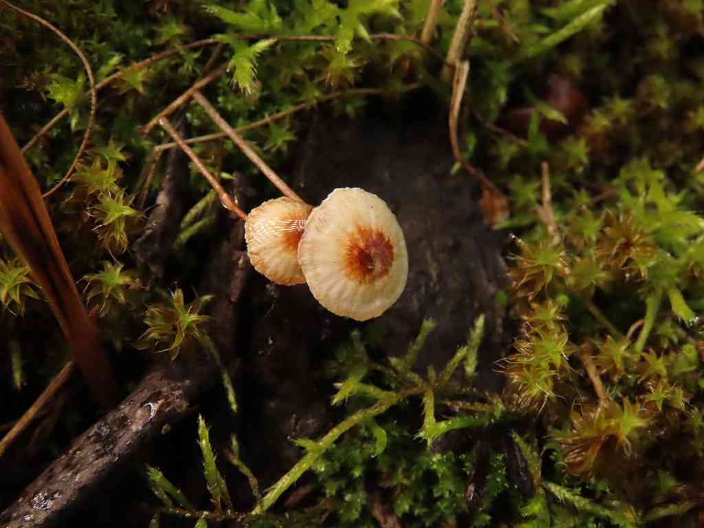 Hairy parachute (Crinipellis scabella) thumbnail 1