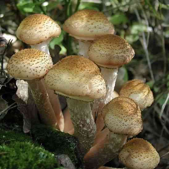 Northern honey mushroom (Armillaria borealis) thumbnail 1