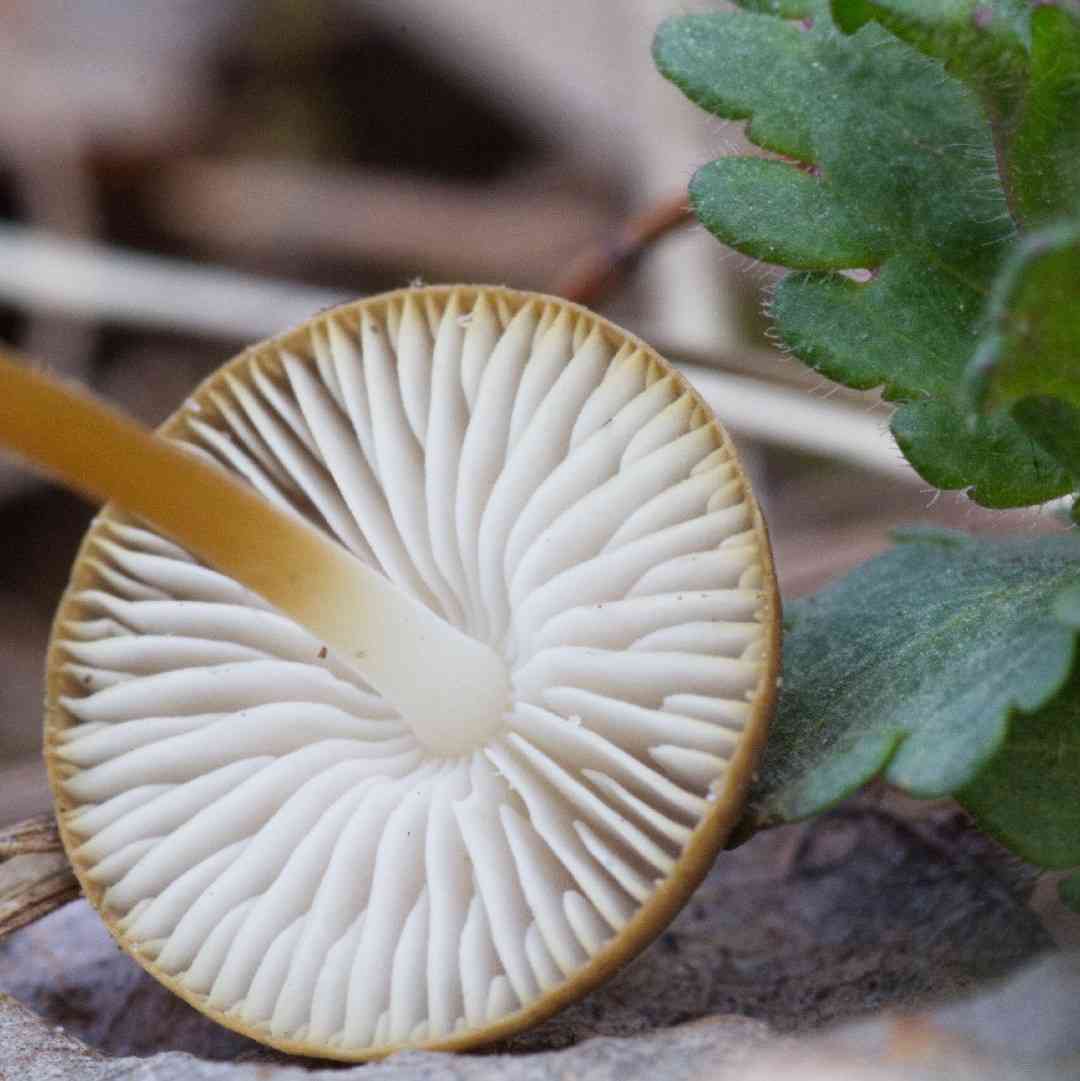 Pinecone cap (Strobilurus tenacellus) thumbnail 2