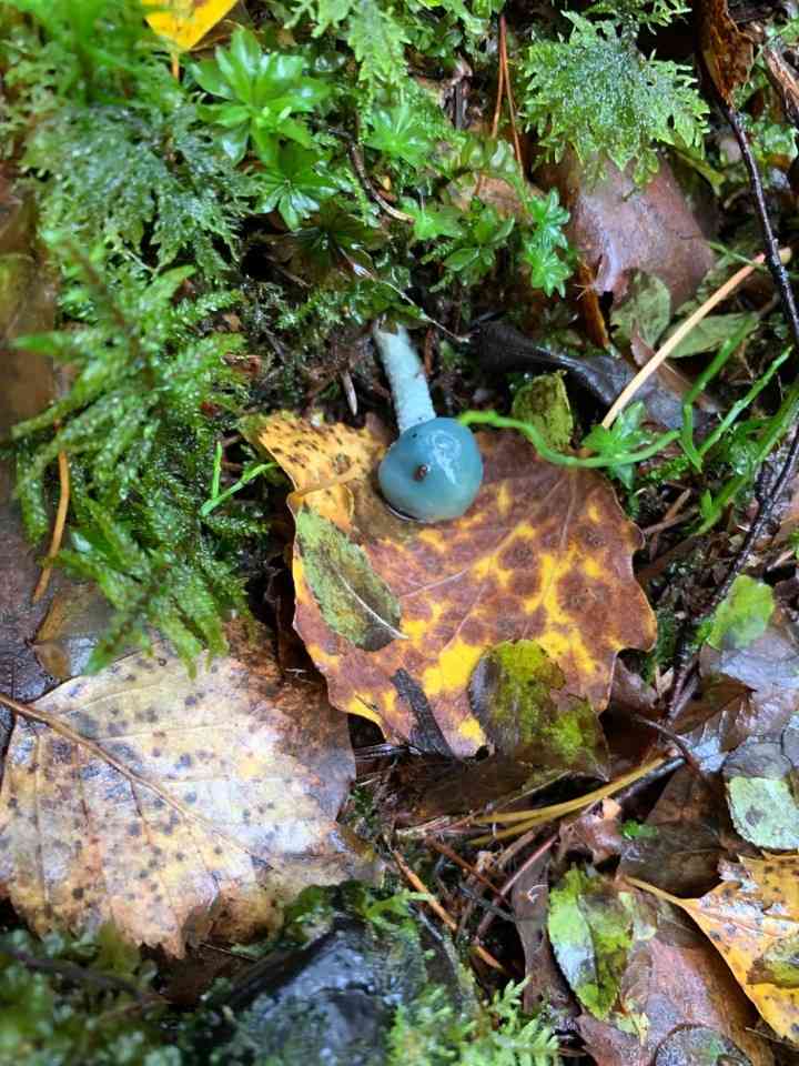 Clavogaster virescens