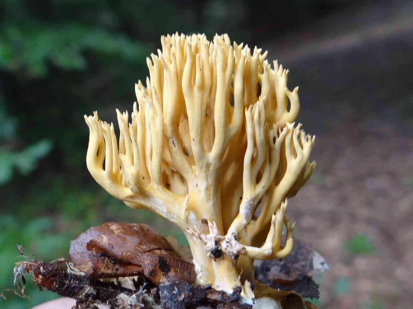 Changle (Ramaria flava) thumbnail 3