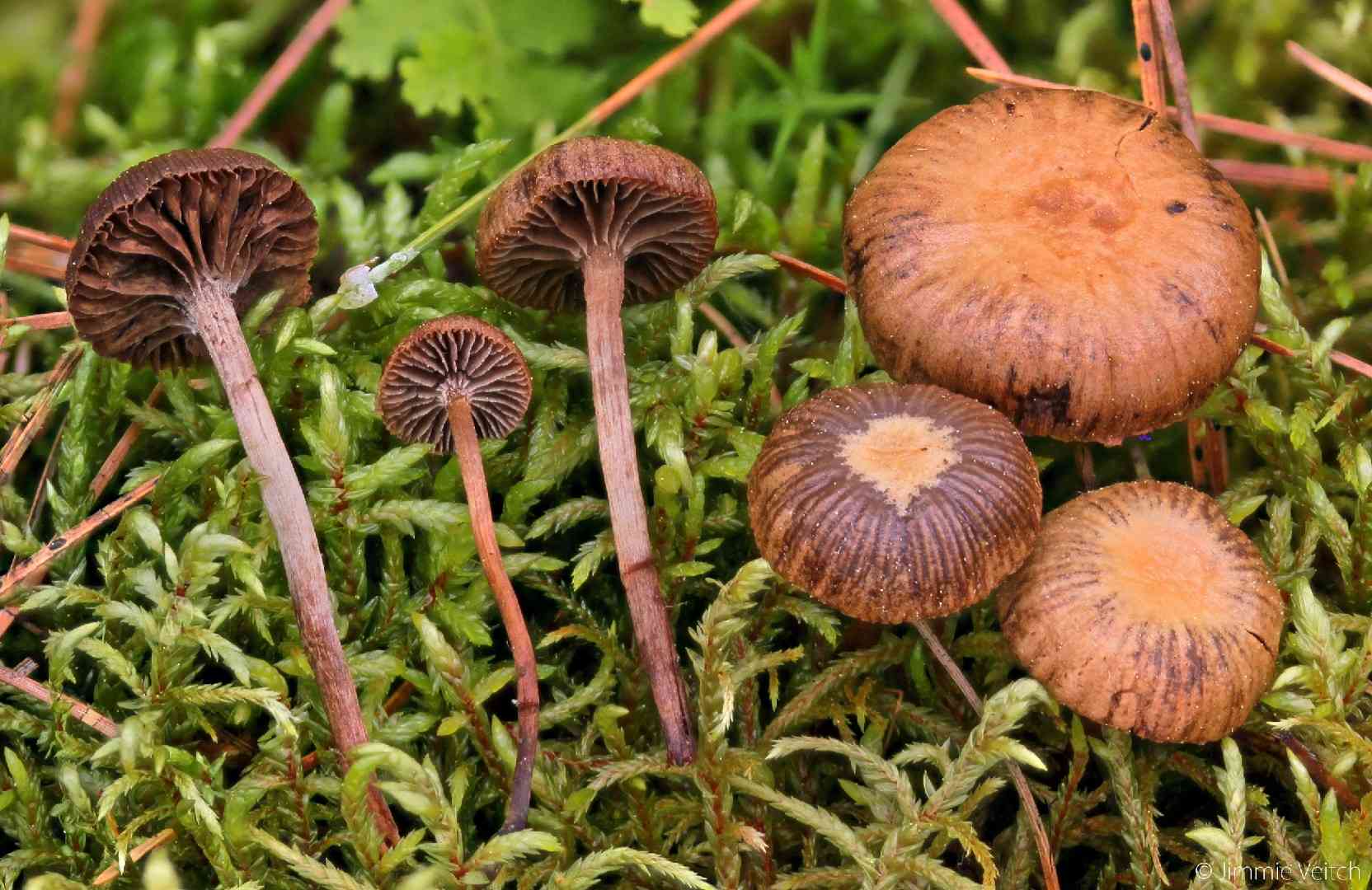 Mountain moss psilocybe (Deconica montana) thumbnail 1