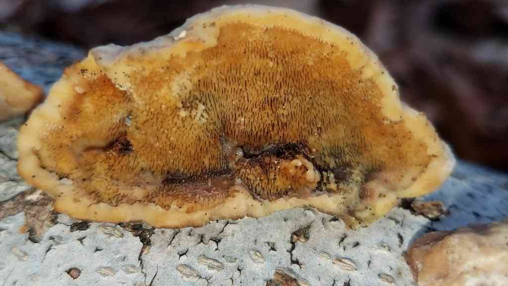 Steccherinum rawakense (Steccherinum rawakense) thumbnail 1
