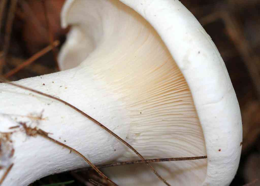 Robust clitocybe (Clitocybe robusta) thumbnail 3