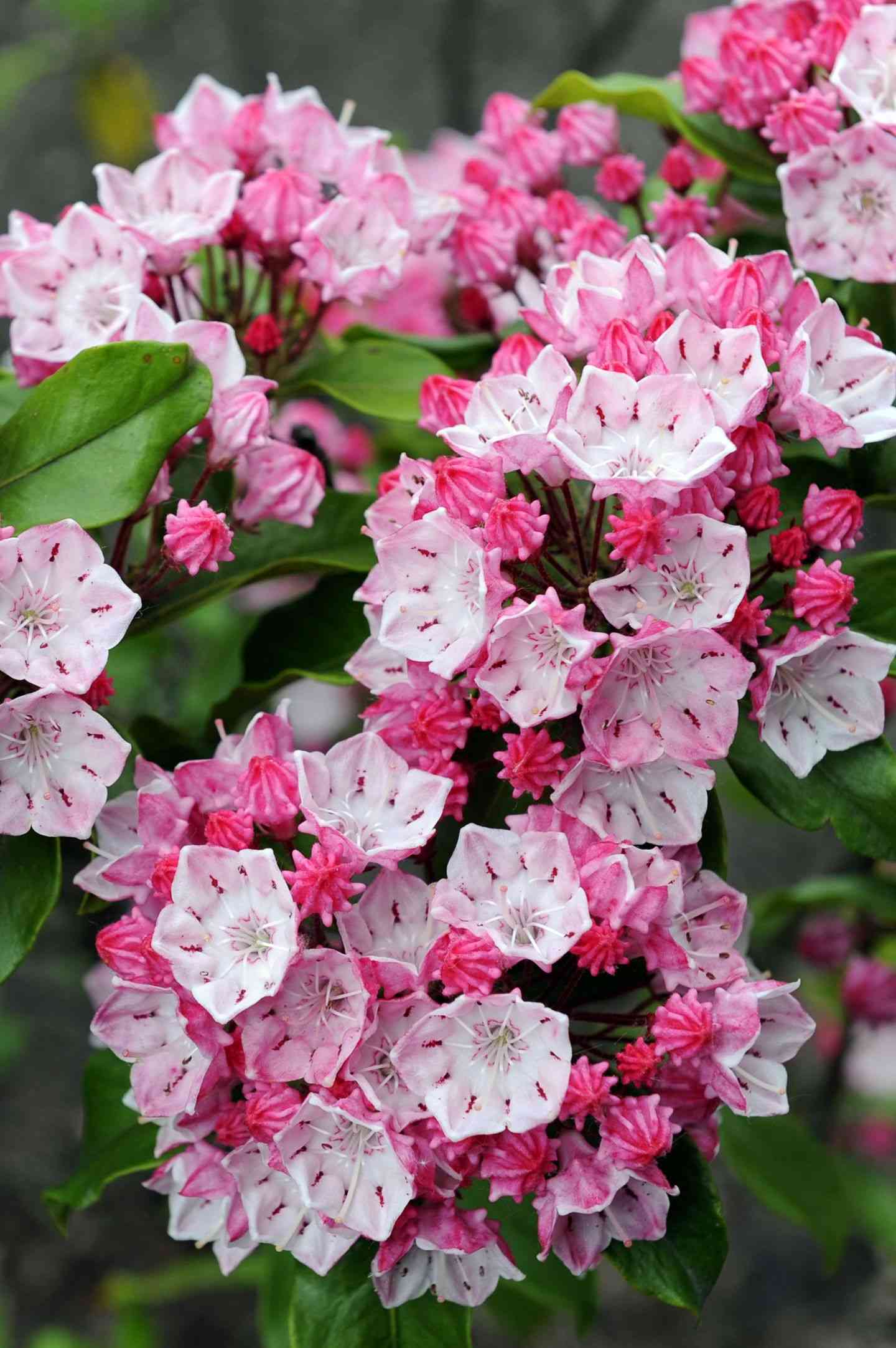 Mountain laurel