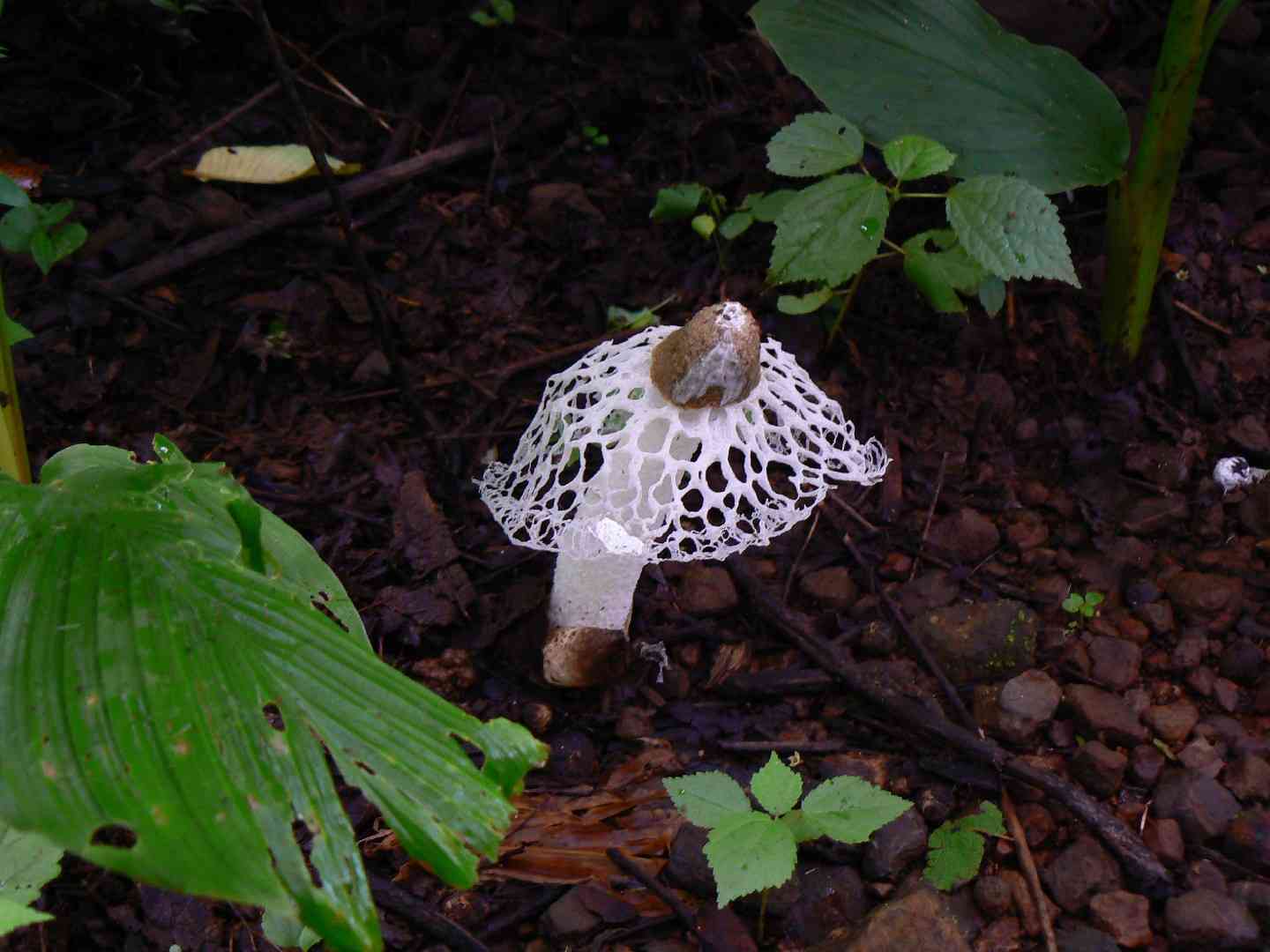 Bridal veil stinkhorn (Phallus indusiatus) thumbnail 2
