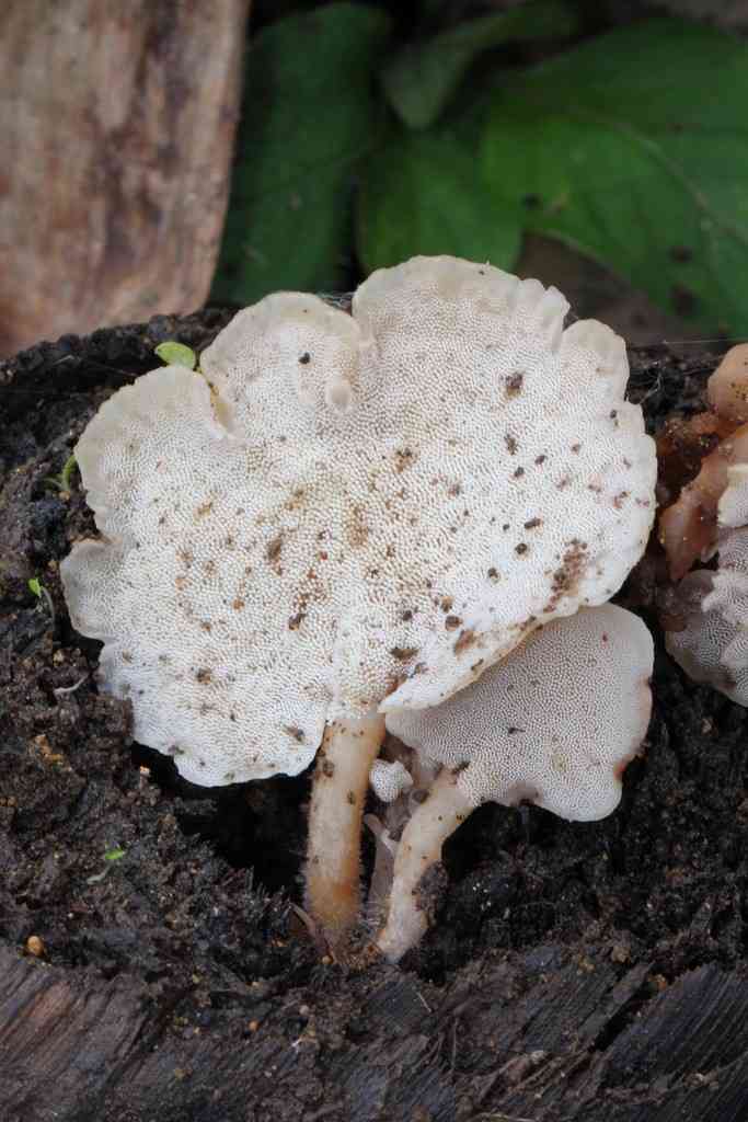 Auriscalpium villipes (Auriscalpium villipes) thumbnail 3