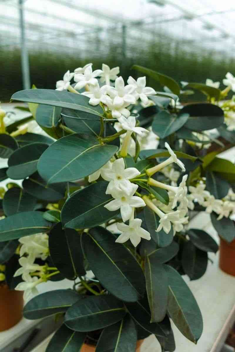 Madagascar jasmine