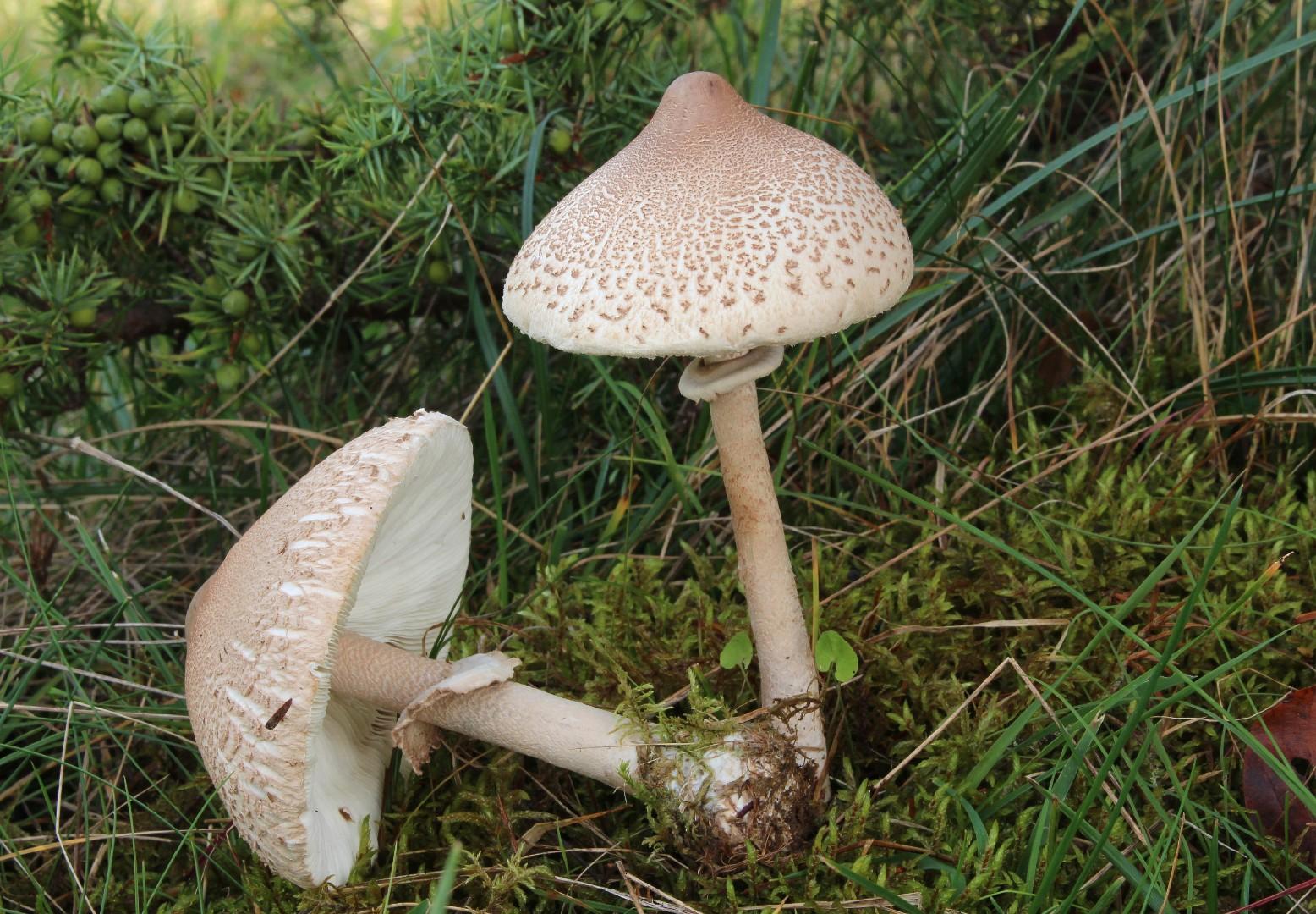 Slender parasol thumbnail 3