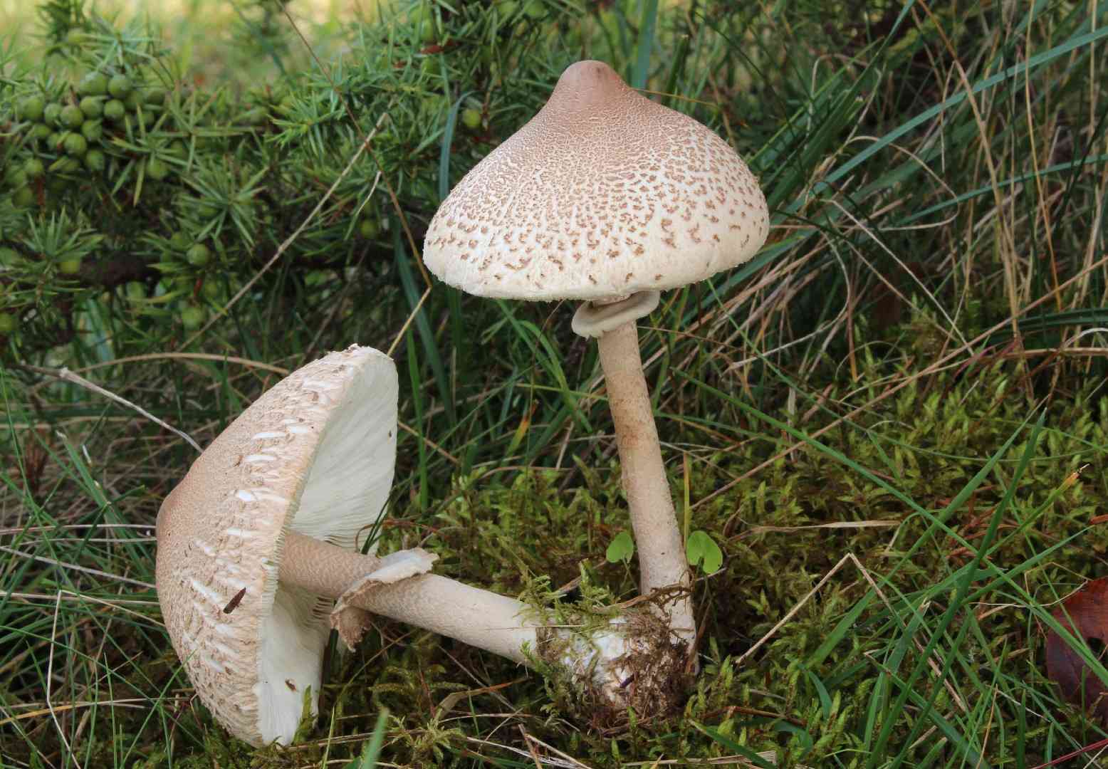 Slender parasol (Macrolepiota mastoidea) thumbnail 3