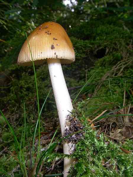 East asian death cap (Amanita subjunquillea) thumbnail 2