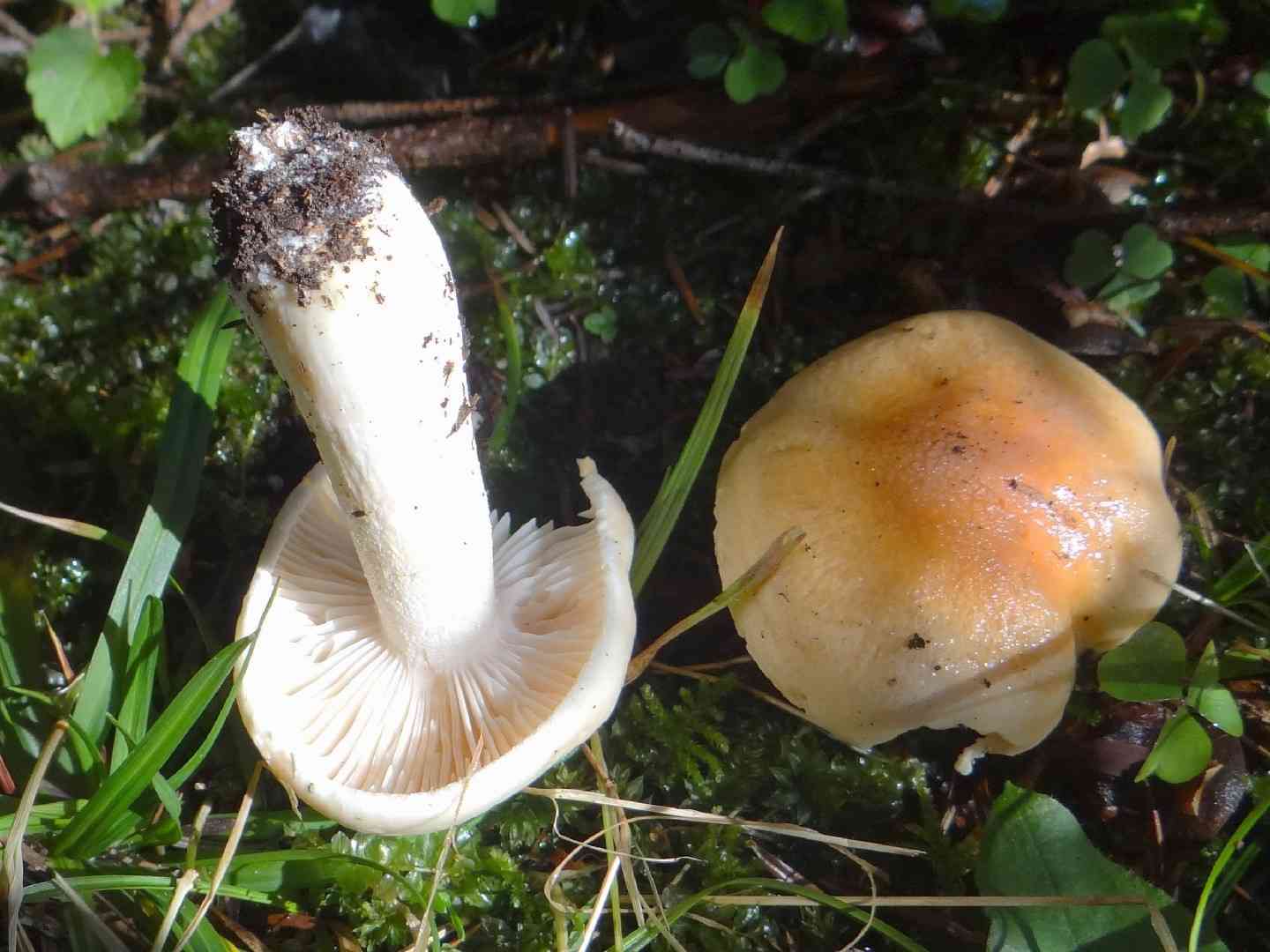 Blushing waxycap (Hygrophorus pudorinus) thumbnail 2