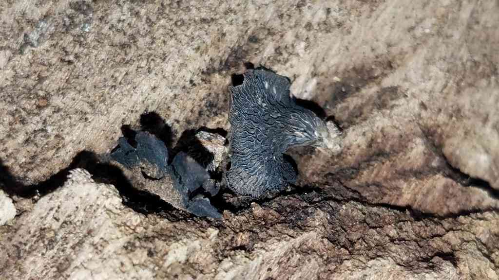 Resupinatus alboniger (Resupinatus alboniger) thumbnail 2