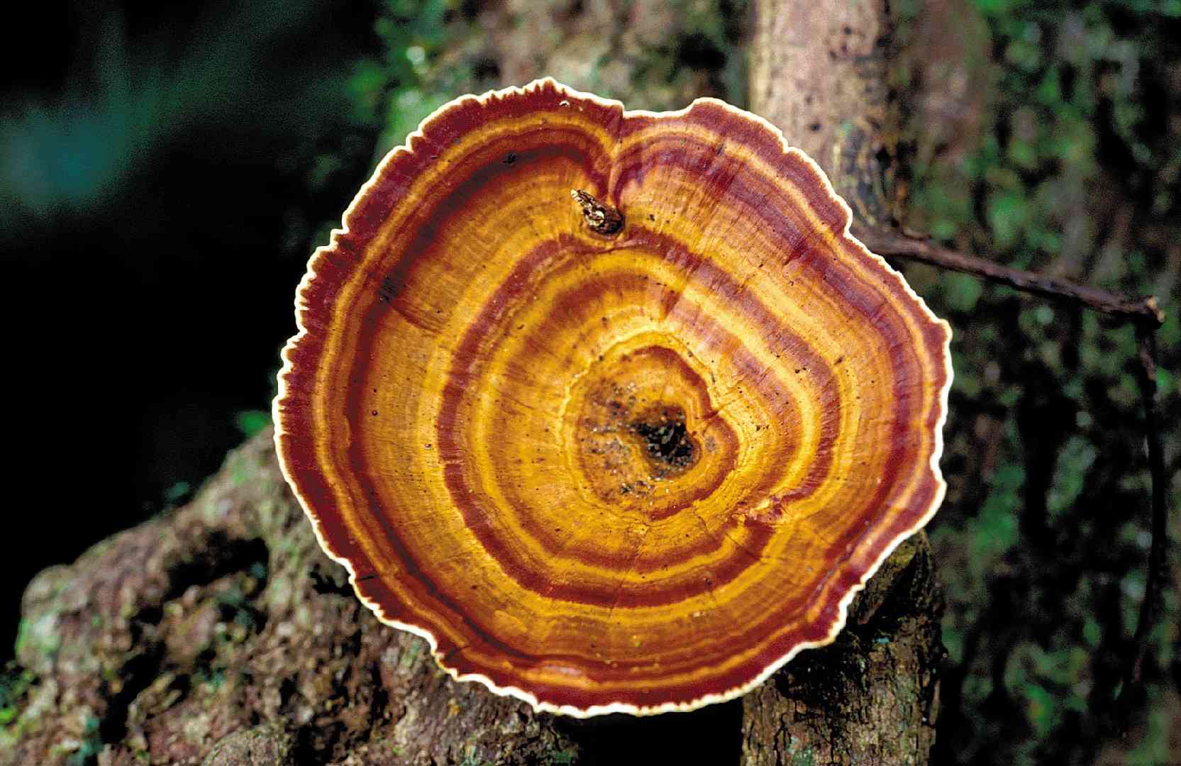 Yellow-footed micropore (Microporus xanthopus) thumbnail 3