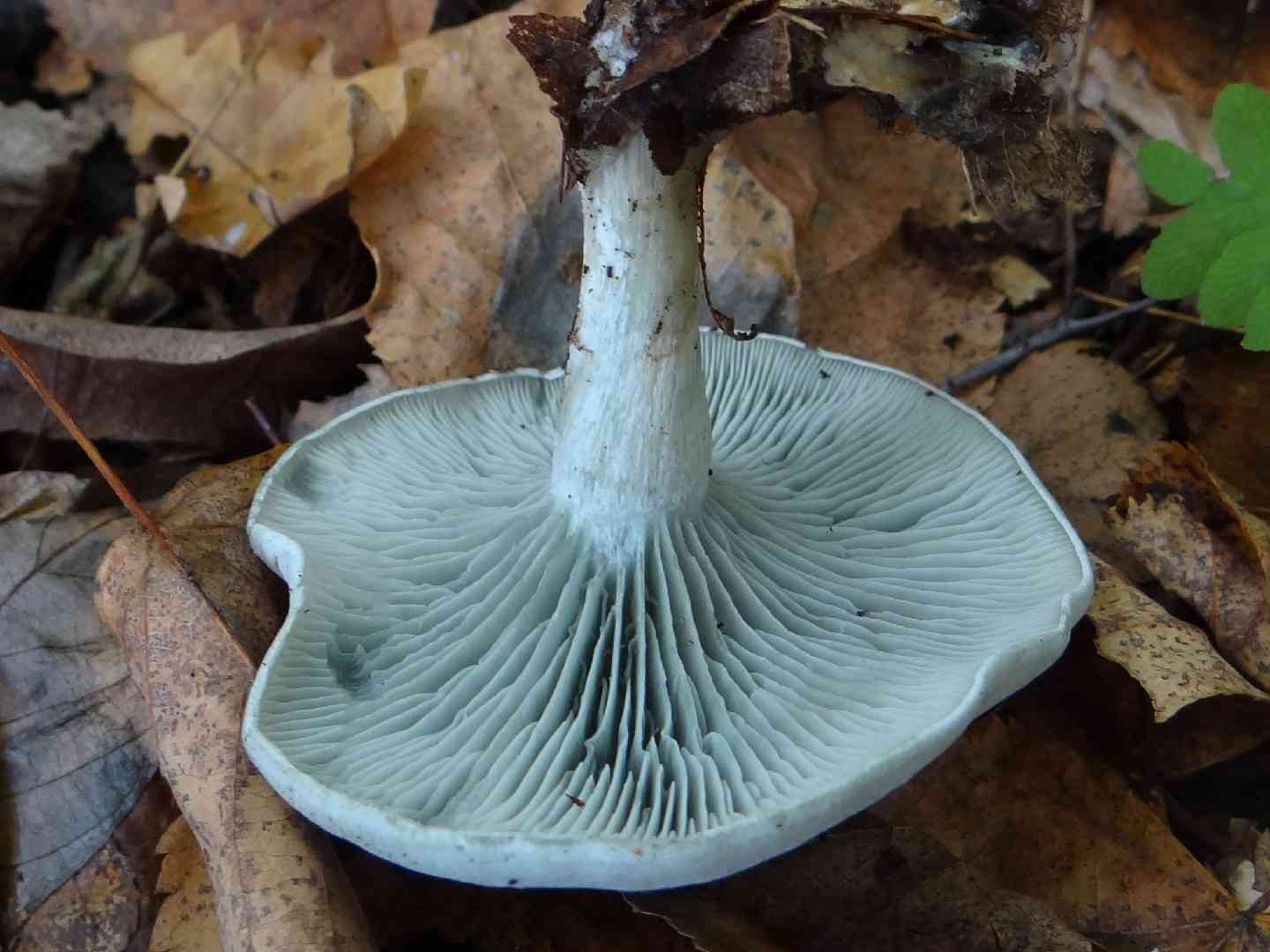 Aniseed funnel (Clitocybe odora) thumbnail 2
