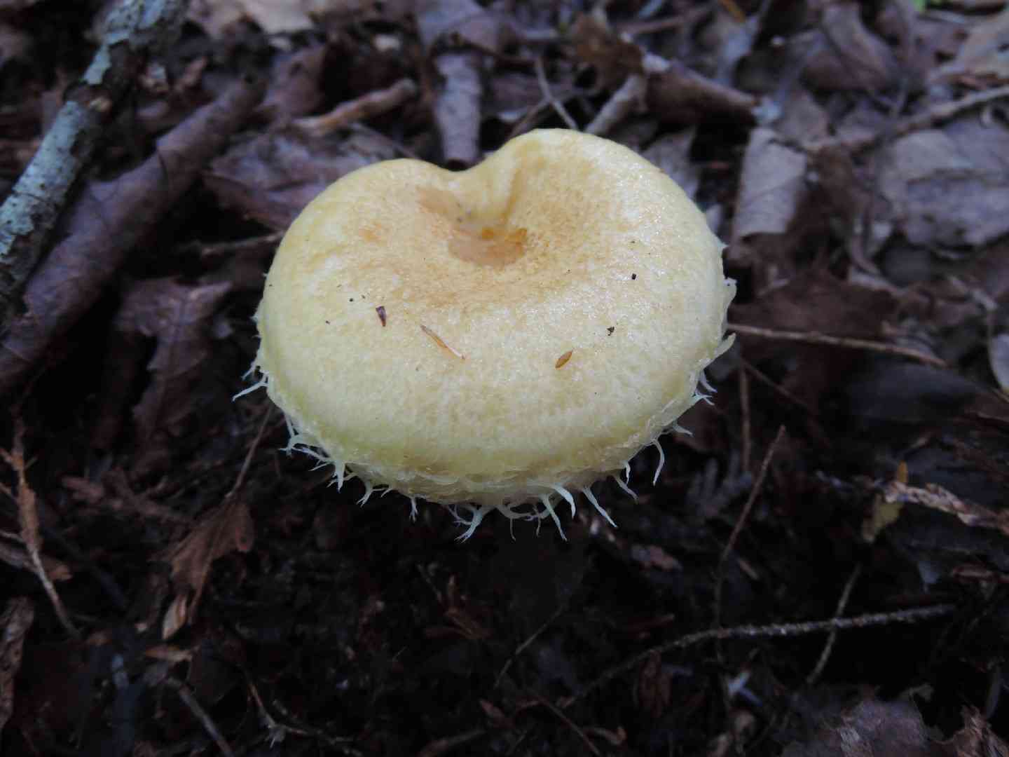 Rollrim milkcap (Lactarius resimus) thumbnail 3