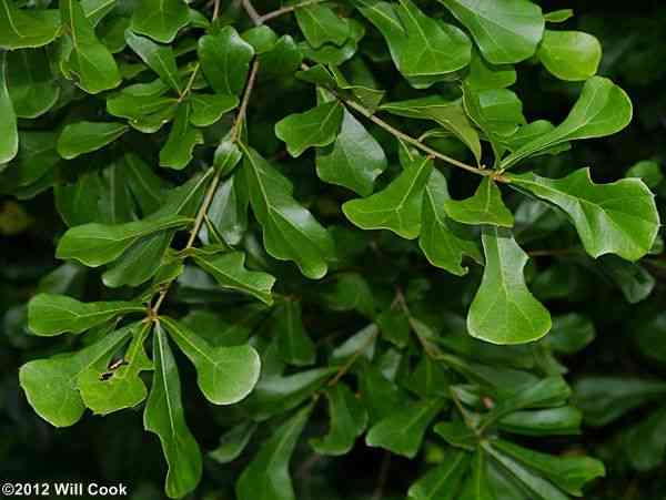 Water oak