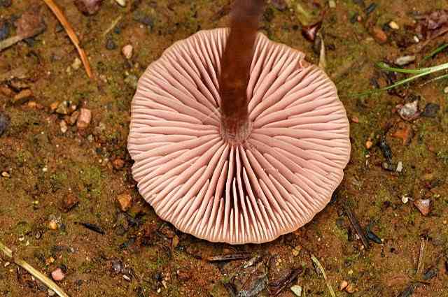 Bicolored deceiver (Laccaria bicolor) thumbnail 3