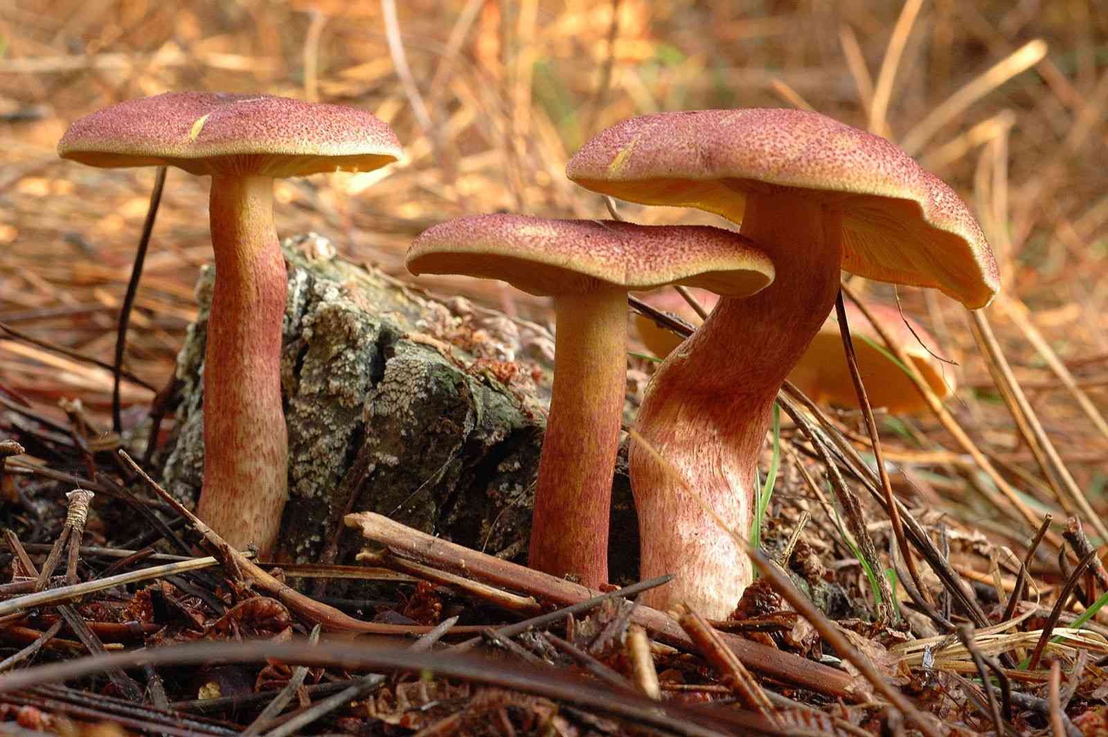 Plums and custard (Tricholomopsis rutilans) thumbnail 1