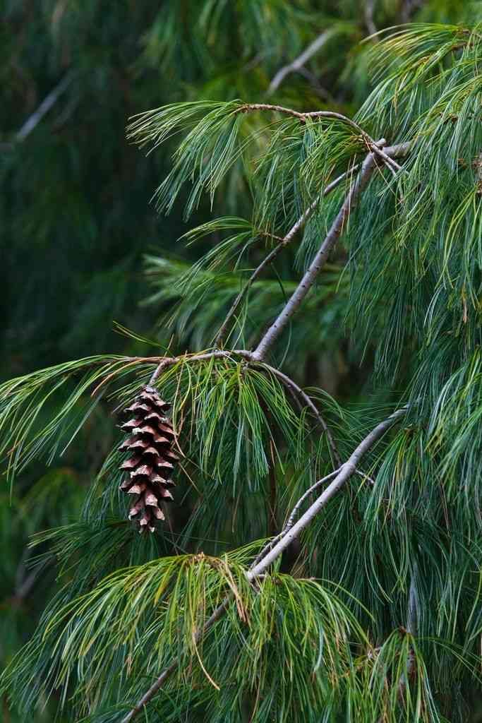 Eastern white pine