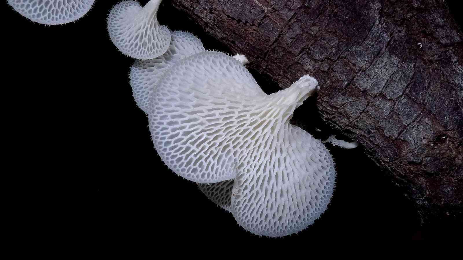 Tropical white polypore (Favolus tenuiculus) thumbnail 3