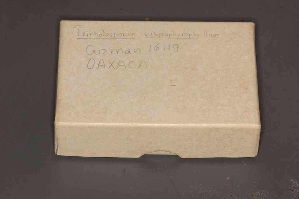 Tricholosporum porphyrophyllum (Tricholosporum porphyrophyllum) thumbnail 1