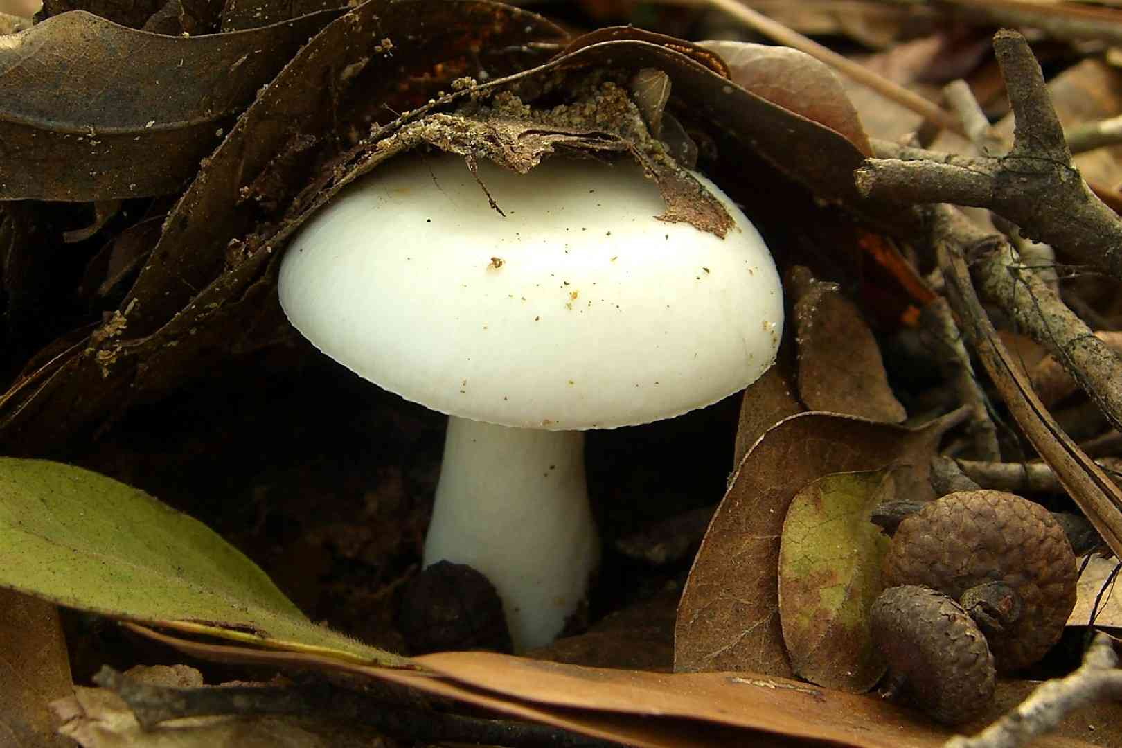 Boring white russula (Russula albidula) thumbnail 1