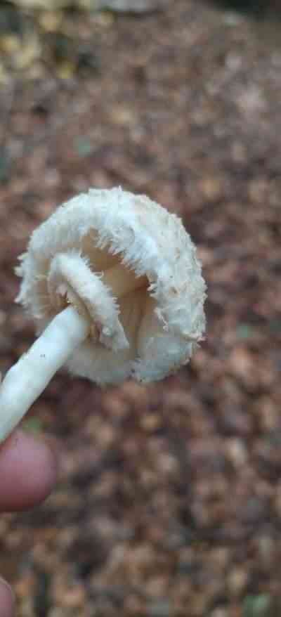 Leucoagaricus nympharum (Leucoagaricus nympharum) thumbnail 1