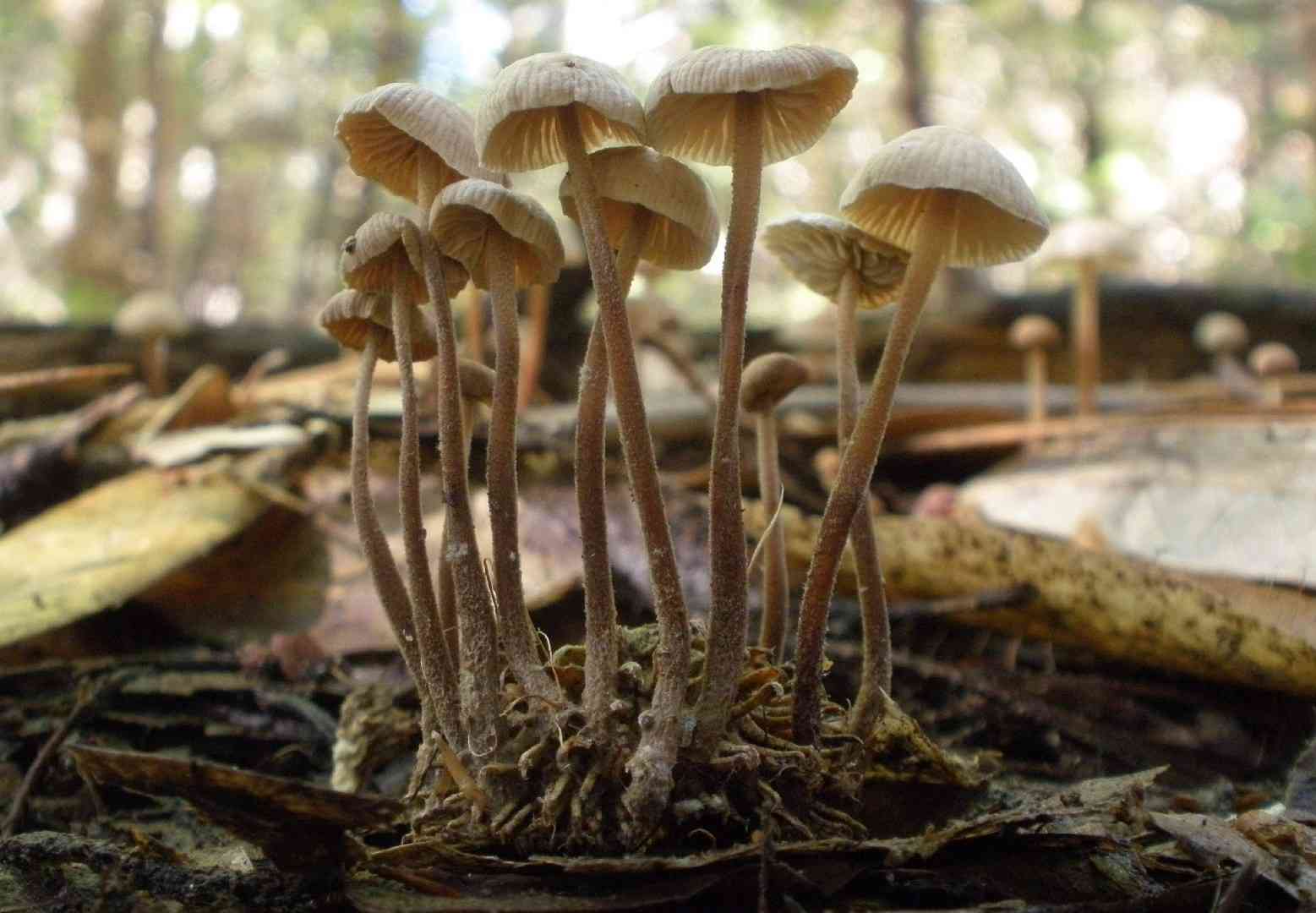 Garlic mushroom (Mycetinis copelandii) thumbnail 2