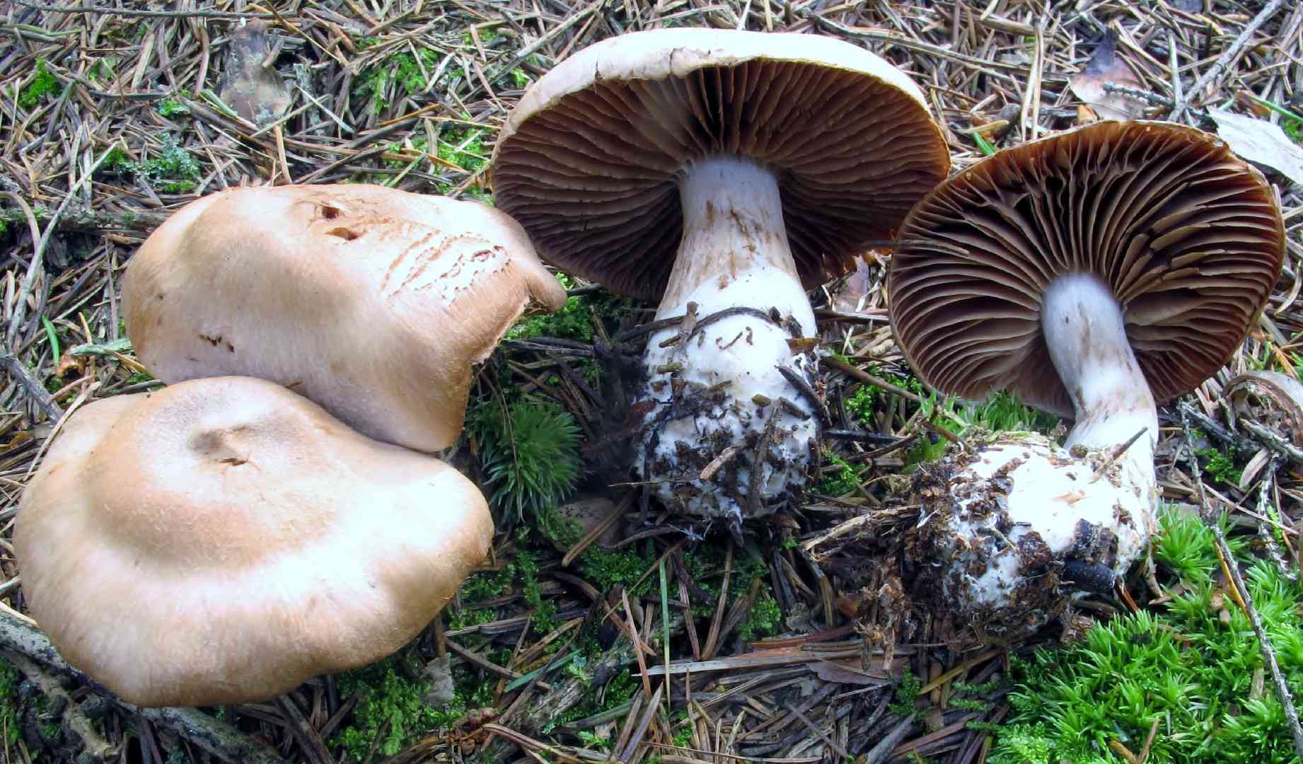Cortinarius malachius (Cortinarius malachius) thumbnail 1