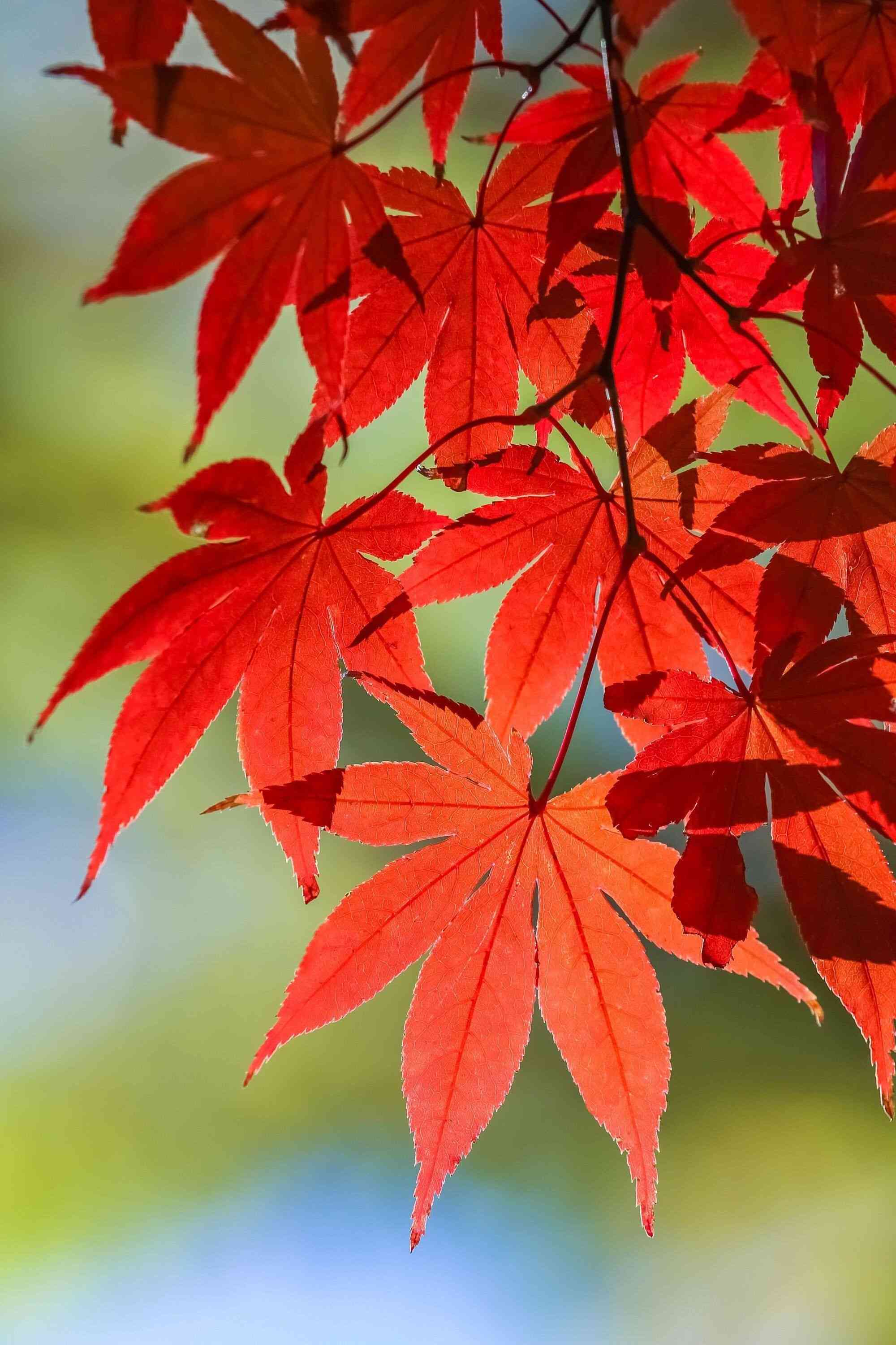 Japanese maple