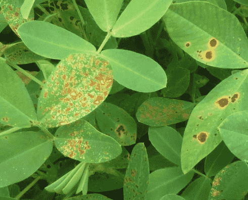 Leaf Spot