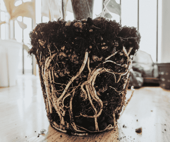 Root Rot