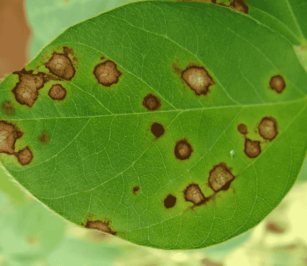 Leaf Spot