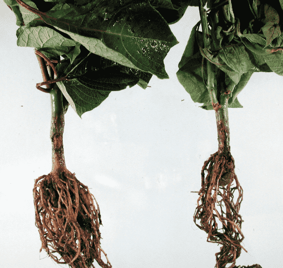 Root Rot